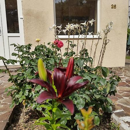 Pensiunea Casa Didina บาเคา ภายนอก รูปภาพ